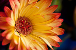 flowers-63.jpg